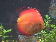Super Red pic